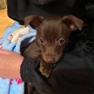 Meet your Posher, Don